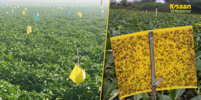 कीटों से फसल की सुरक्षा के लिए बेहतर विकल्प है स्टिकी ट्रैप, इसे आप घर पर भी बना सकते है आसानी से